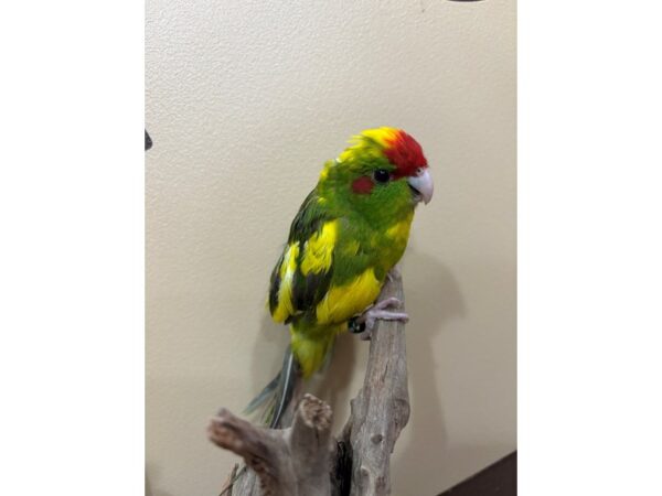 [#13445] Green Pied Female Kakarikis Birds for Sale