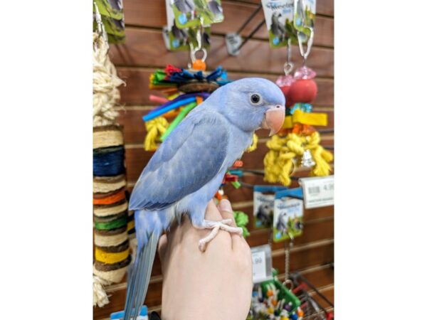 [#13452] Cinnamon Violet Female Indian Ringneck Parakeet Birds for Sale