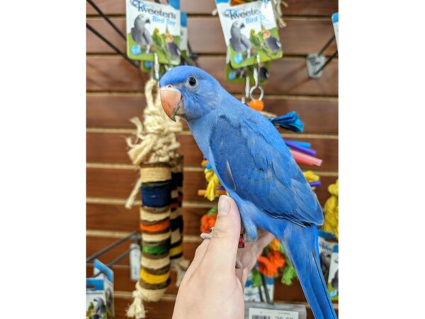 [#13454] Violet Male Indian Ringneck Parakeet Birds for Sale