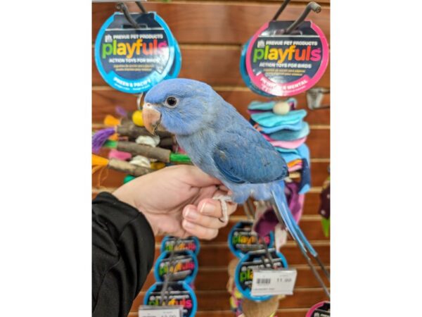 [#13453] Violet Male Indian Ringneck Parakeet Birds for Sale