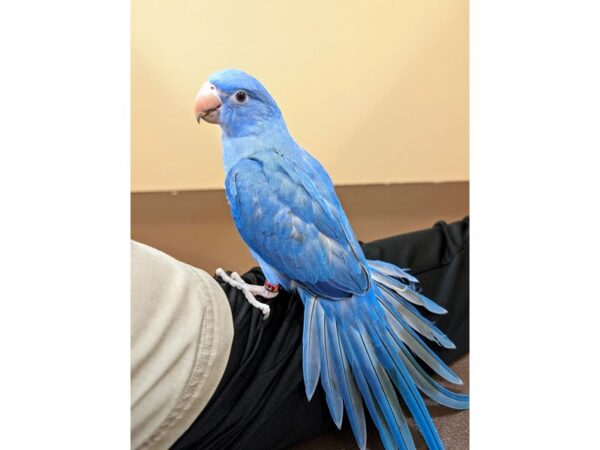 [#13455] Violet Female Indian Ringneck Parakeet Birds for Sale