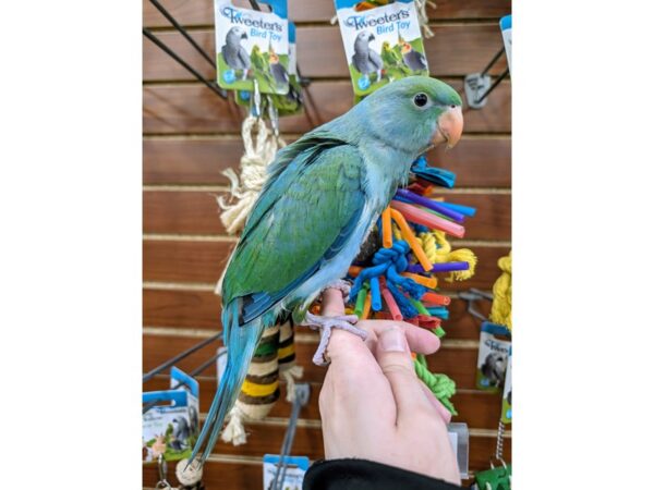 [#13456] Turquoise Emerald Male Indian Ringneck Parakeet Birds for Sale