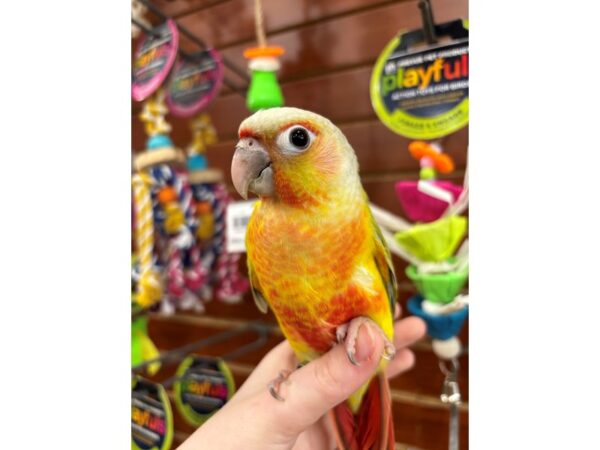 [#13457] Yellowsided dilute Male Green Cheek Conure Birds for Sale