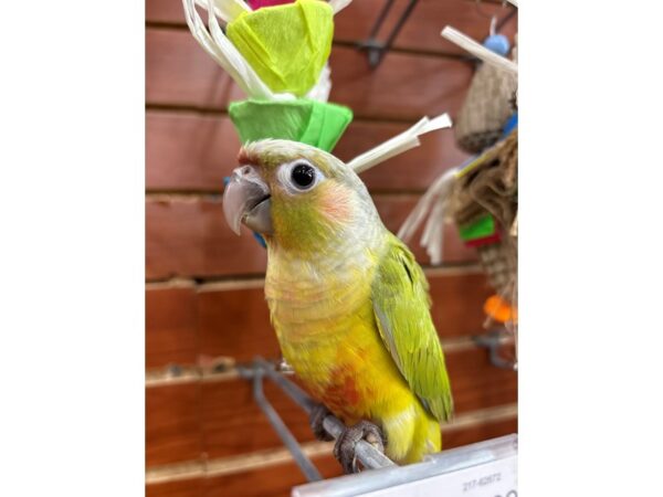[#13458] Dilute Male Green Cheek Conure Birds for Sale