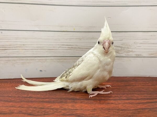 [#13318] Cockatiel Birds for Sale