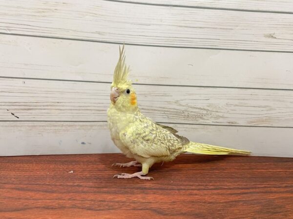 [#13319] Cockatiel Birds for Sale