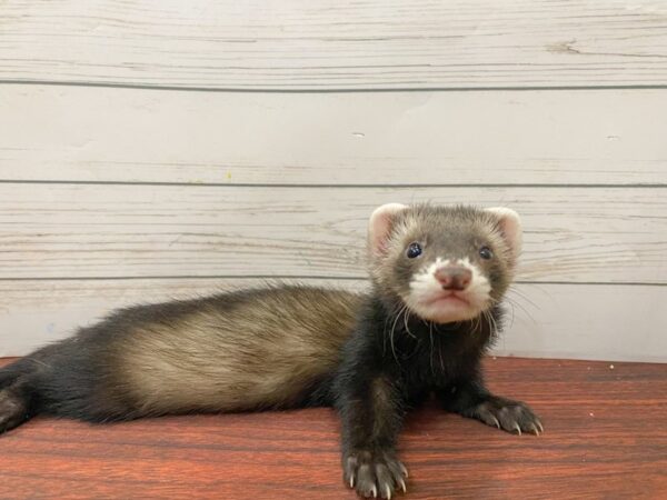 [#13321] Ferret Small Animals for Sale
