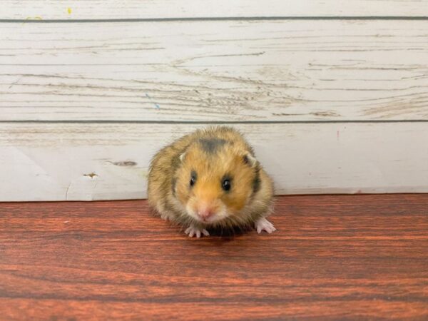 [#13322] Hamster Small Animals for Sale
