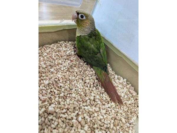 [#13497] Cinnamon Green Green Cheek Conure Birds for Sale