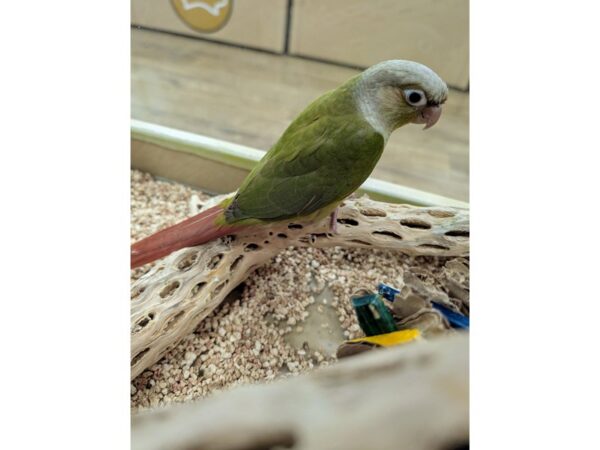 [#13498] Cinnamon Green Green Cheek Conure Birds for Sale