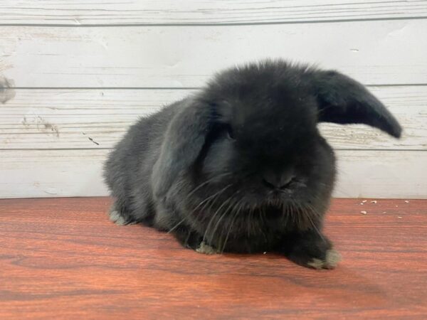 [#13325]  - Domestic Rabbit Small Animals for Sale