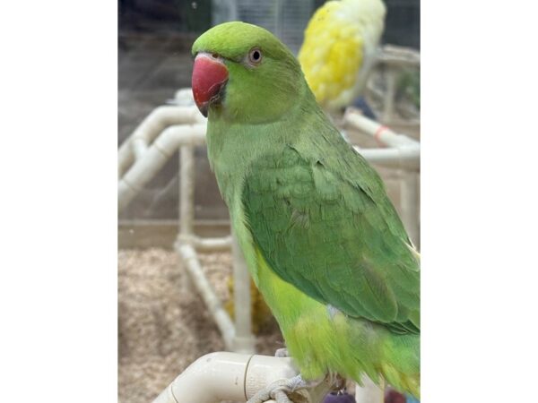 [#13661] 1243 - Green Indian Ringneck Parakeet Birds for Sale