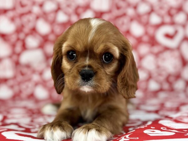 [#23736] Paris - Ruby Female Cavalier King Charles Spaniel Puppies For Sale