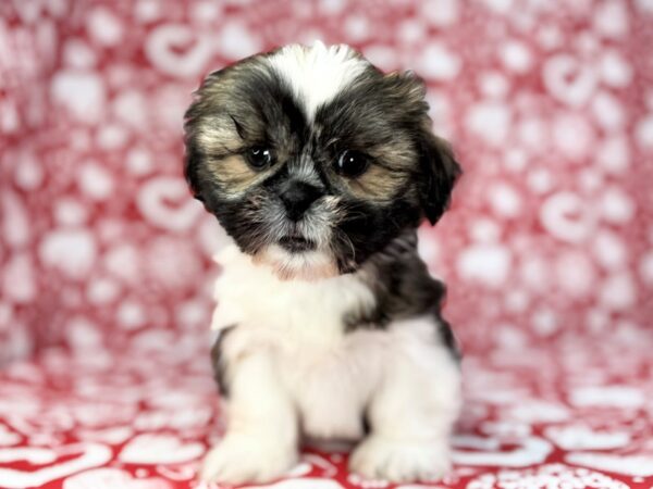 [#23730] Buddy - Sable and White, Black Tips Male Shih Tzu Puppies For Sale