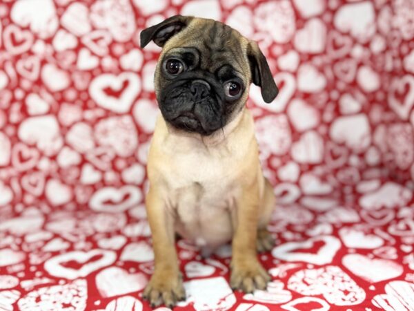 [#23750] Freddy - Apricot Fawn Male Pug Puppies For Sale