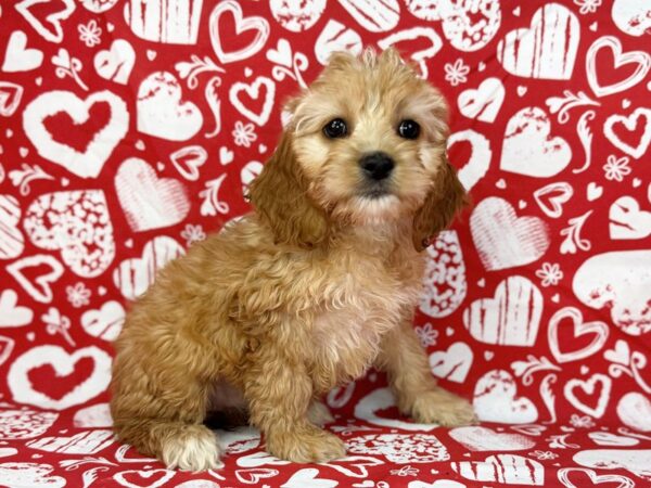 [#23762] Kira - Apricot Female Cockapoo Puppies For Sale