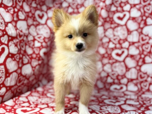[#23778] Max - Orange Male Pomeranian Puppies For Sale