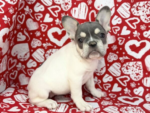 [#23796] Pearl - Blue Piebald Female French Bulldog Puppies For Sale