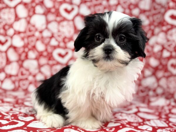 [#23806] Raven - Black & White Female Shih Tzu Puppies For Sale