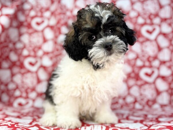 [#23801] Bear - Brindle and White Male Shih Poo Puppies For Sale