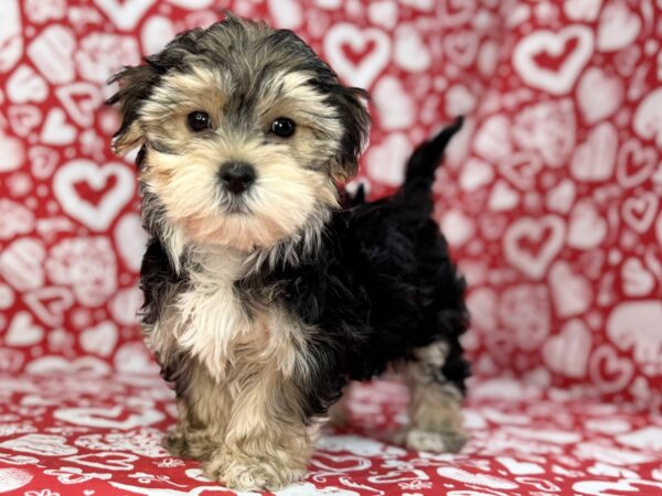 [#23819] Rudy - Black and Tan Male Morkie Puppies For Sale
