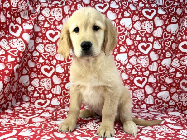 [#23839] Maggie - Light Golden Female Golden Retriever Puppies For Sale