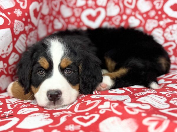[#23846] Aspen - Black and Rust, White Markings Female Bernese Mountain Dog Puppies For Sale