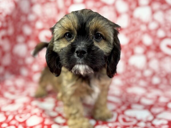 [#23841] Toffee - Sable, Black Markings Male Cava Tzu Puppies For Sale