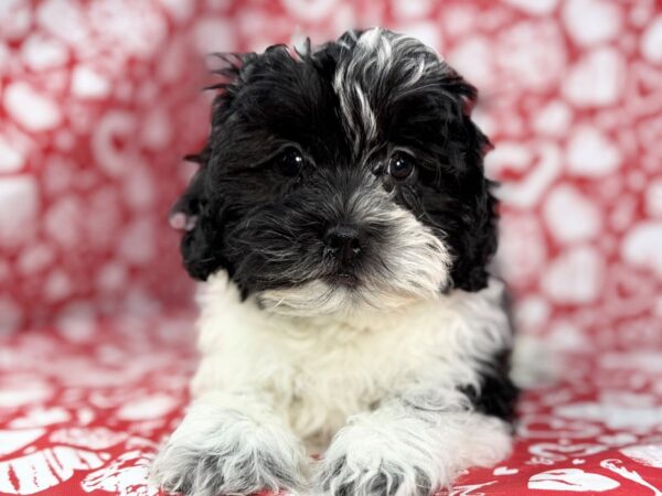 [#23843] Rollo - Black & White Male Shih Poo Puppies For Sale