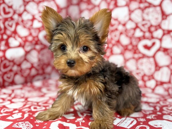 [#23859] Marble - Blue Merle Male Yorkshire Terrier Puppies For Sale