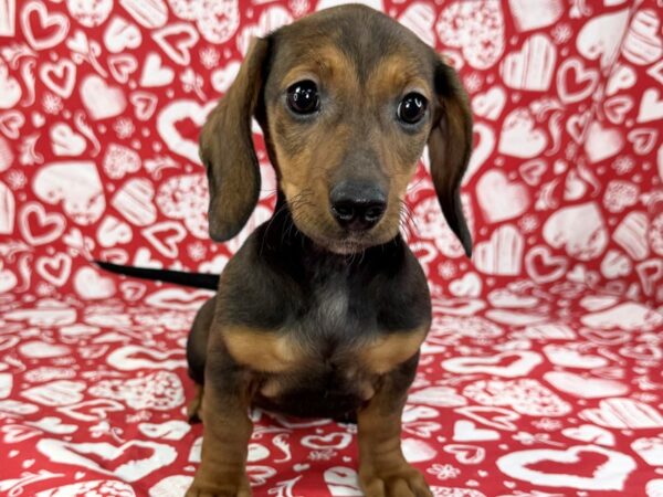 [#23852] Vienna - Wild boar Female Dachshund Puppies For Sale