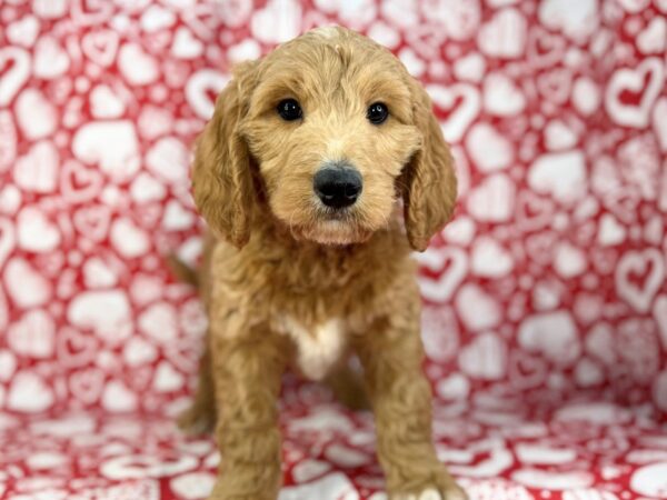 [#23864] Maverick - Golden Male Goldendoodle 2nd Gen Puppies For Sale