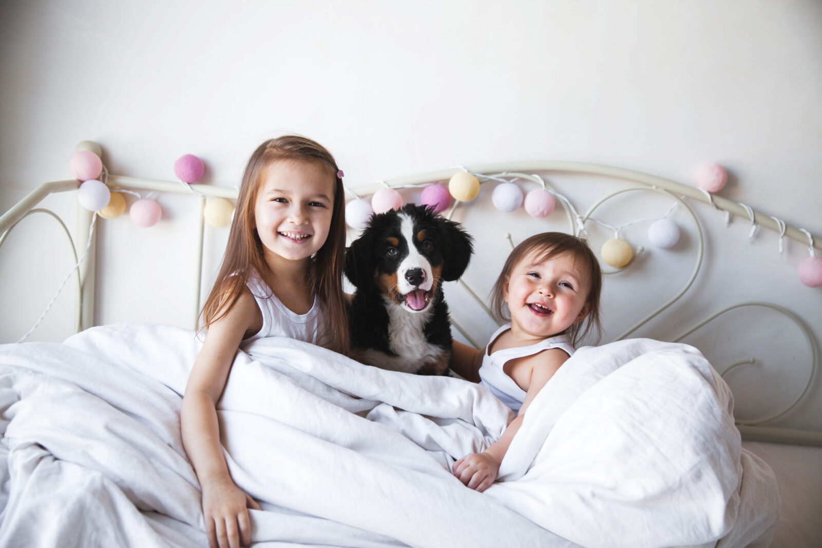 Available Pets for Sale banner