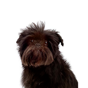 Petland Hoffman Estates, IL Affenpinscher