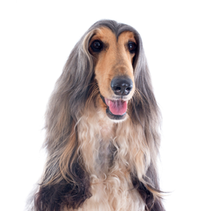 Petland Hoffman Estates, IL Afghan Hound