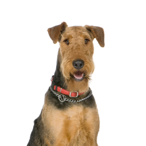 Petland Hoffman Estates, IL Airedale Terrier