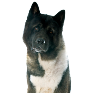 Petland Hoffman Estates, IL Akita