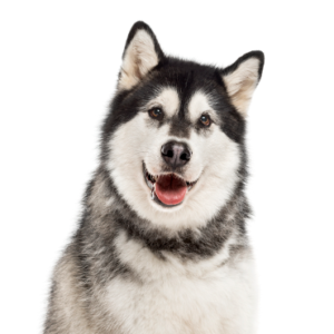 Petland Hoffman Estates, IL Alaskan Malamute