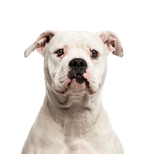 Petland Hoffman Estates, IL American Bulldog