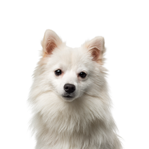 Petland Hoffman Estates, IL American Eskimo