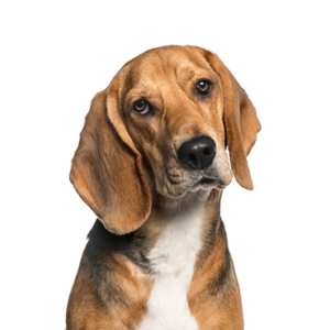 Petland Hoffman Estates, IL American Foxhound