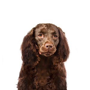 Petland Hoffman Estates, IL American Water Spaniel
