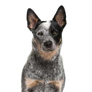 Petland Hoffman Estates, IL Australian Cattle Dog