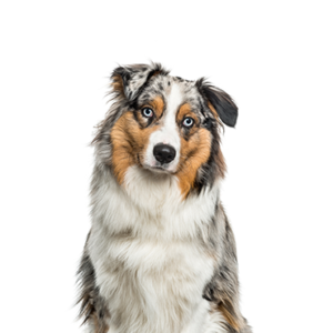 Petland Hoffman Estates, IL Australian Shepherd