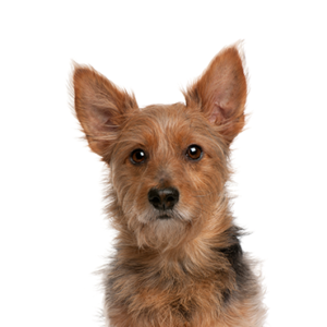 Petland Hoffman Estates, IL Australian Terrier