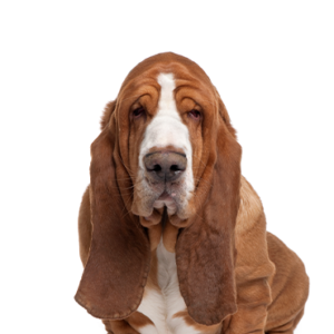 Petland Hoffman Estates, IL Basset Hound