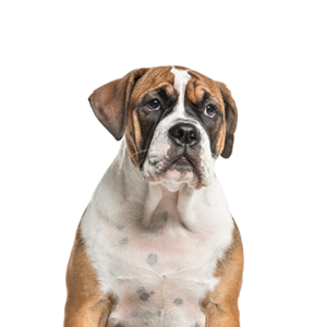Petland Hoffman Estates, IL Bea-Bull