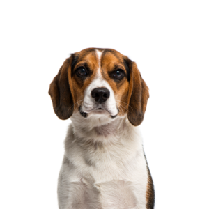 Petland Hoffman Estates, IL Beagle