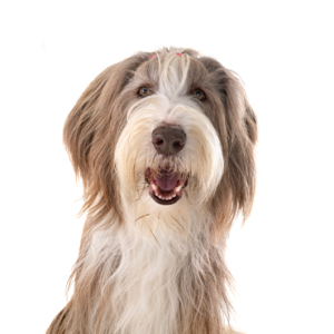 Petland Hoffman Estates, IL Bearded Collie