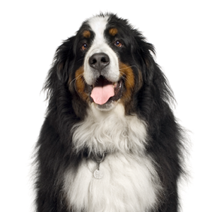 Petland Hoffman Estates, IL Bernese Mountain Dog